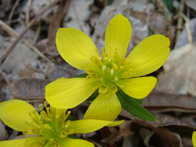 Eranthis hyemalis / Pie'' di gallo